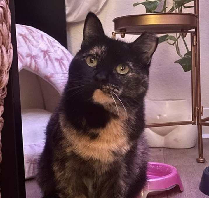 Photo of TORTELLINI*