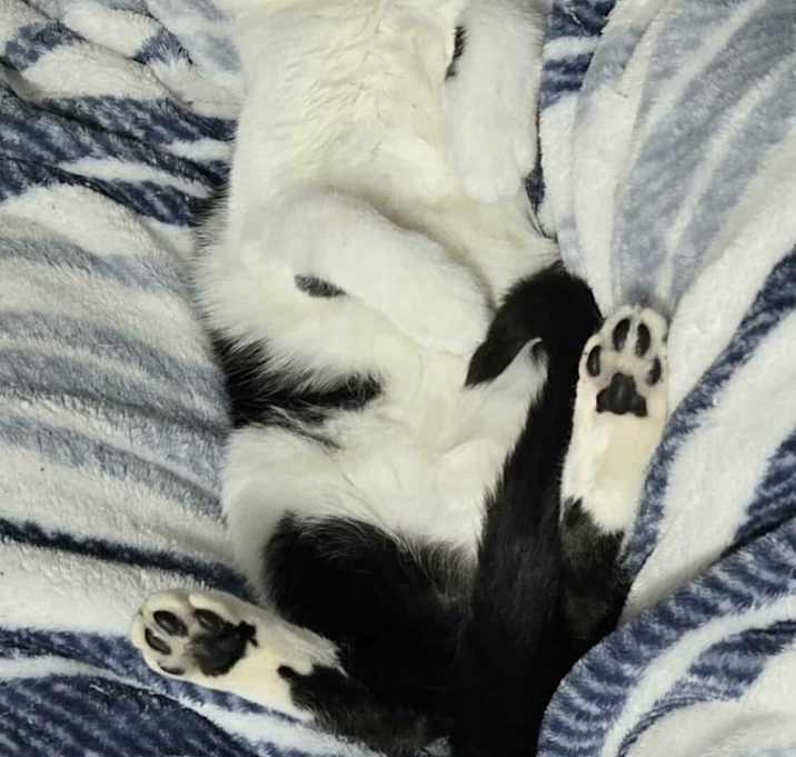 Photo of Butters