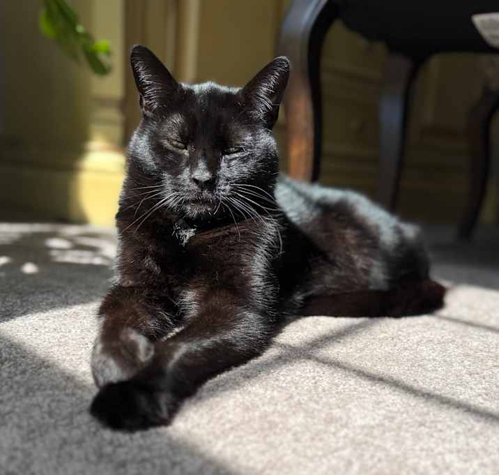 Photo of Midnight