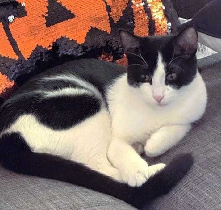 Photo of Shadow ⭐️PROMOTION⭐️ Midnight  Litter