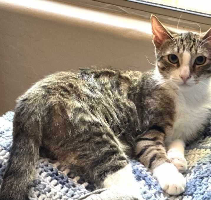 Photo of Bobby - Boy  Litter