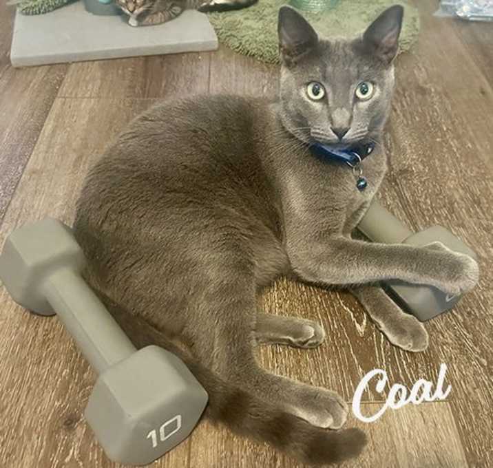 Photo of Coal #brother-of-Ember