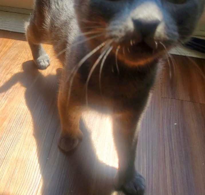 Photo of Lilly