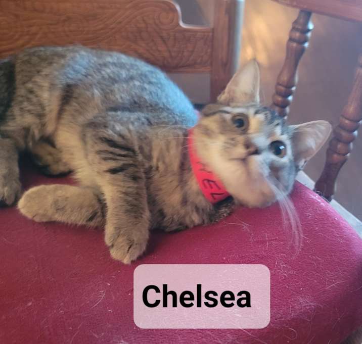 Photo of Chelsea