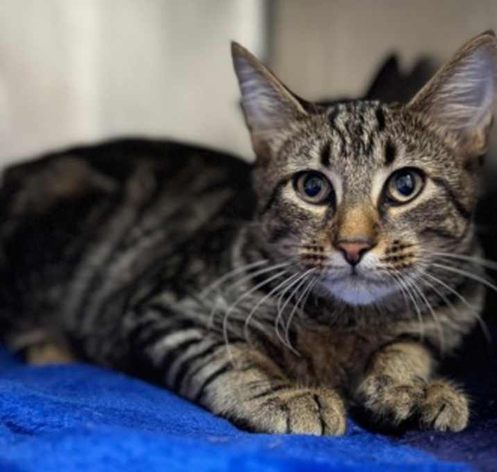 Photo of Cookie Butter (Jagr)