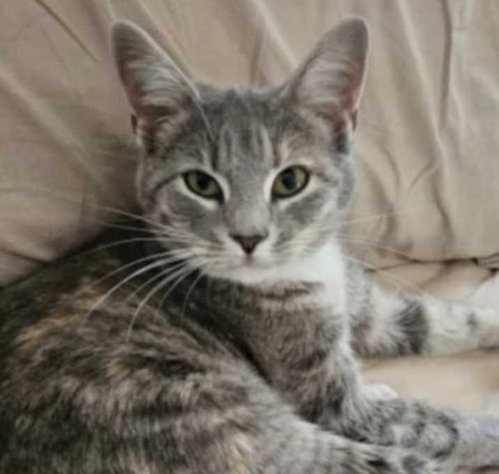 Photo of Dune: Not at shelter (Kendra)