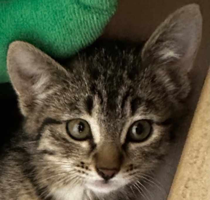 Photo of Persephone Bakery