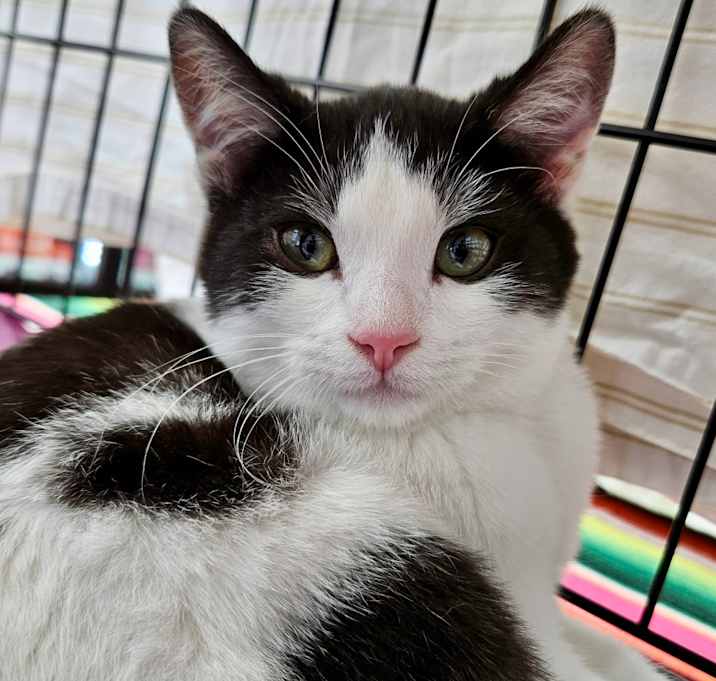 Photo of Coconut Cream