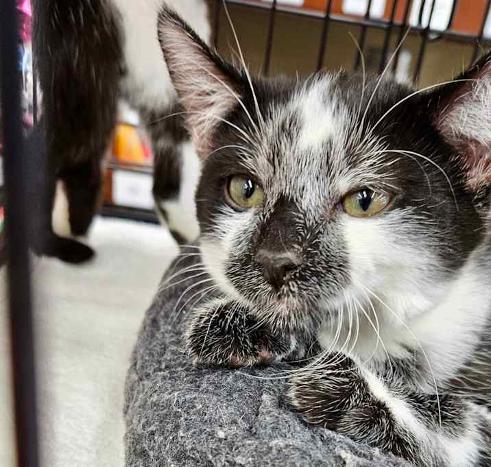 Photo of Vanilla Bean