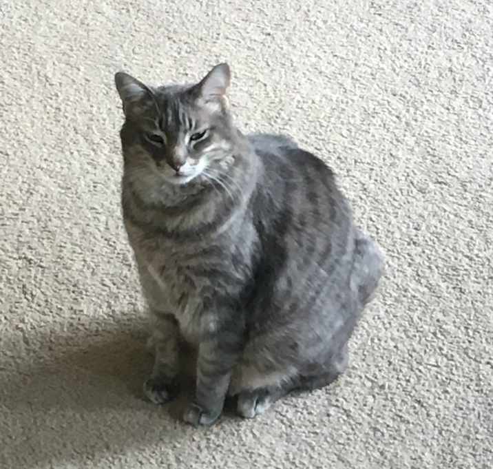 Photo of Saki