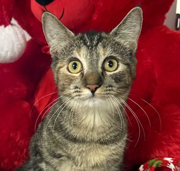 Photo of 7/15/25 - Piper