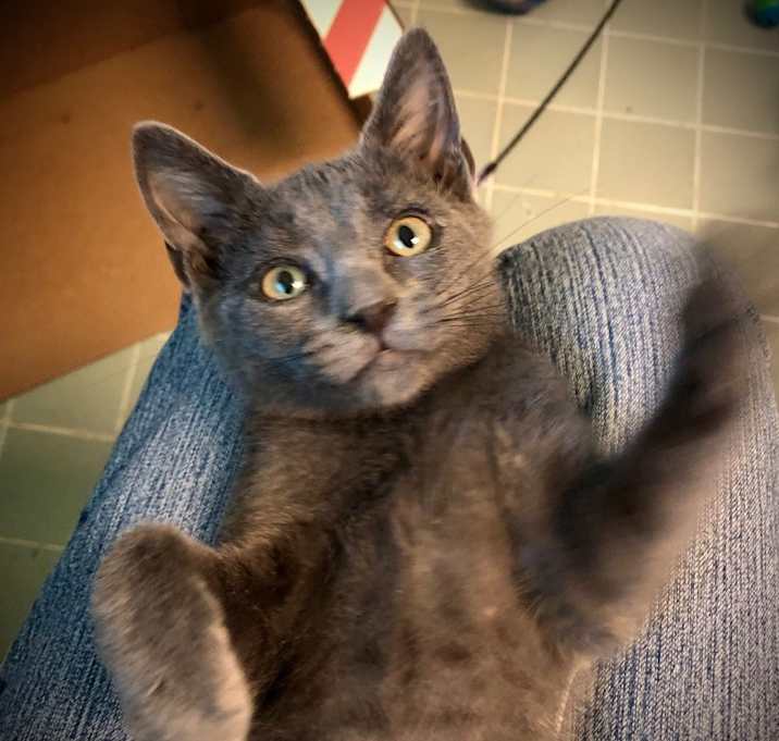 Photo of Blue