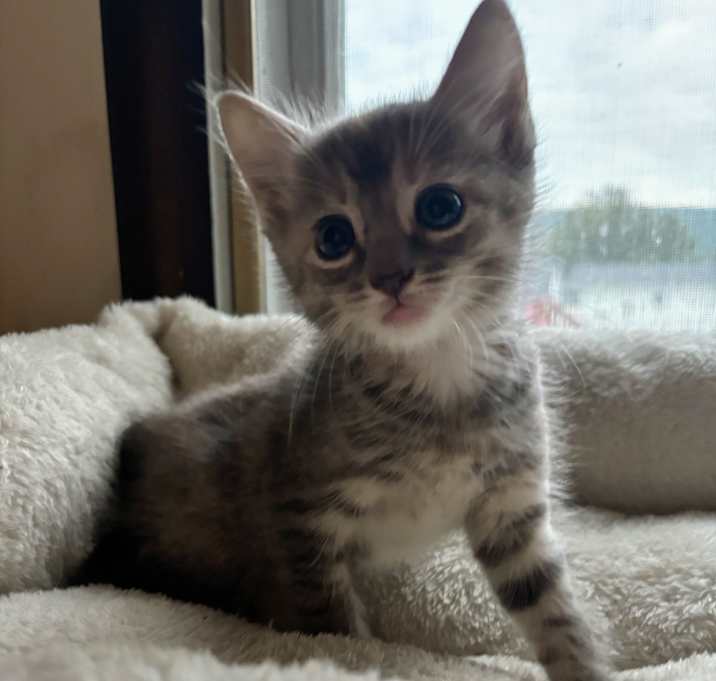 Photo of Martini