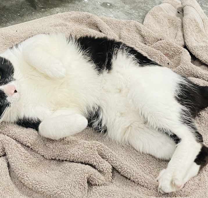 Photo of Mordecai