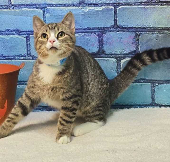 Photo of 252015 Dunkin