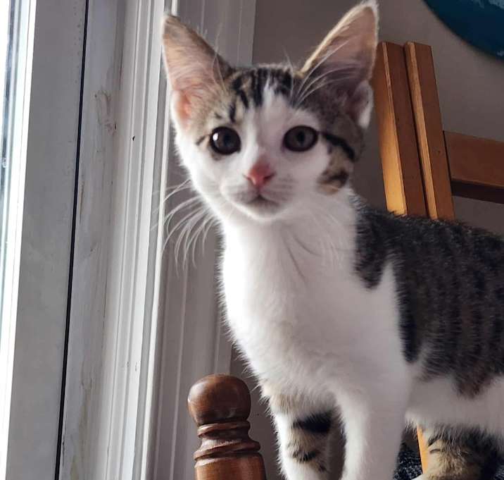 Photo of Milo (paired with Ricky)