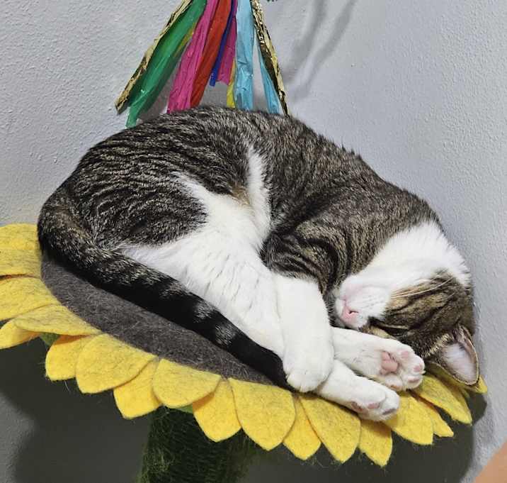 Photo of Ducky