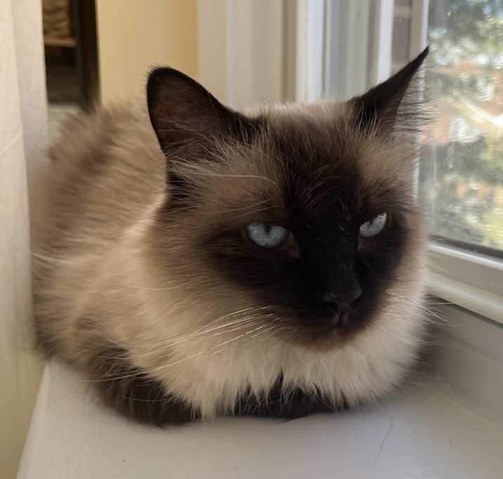 Photo of Snowball