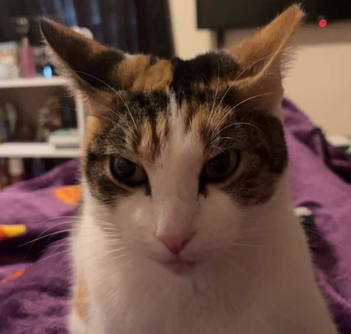 Photo of Nubby