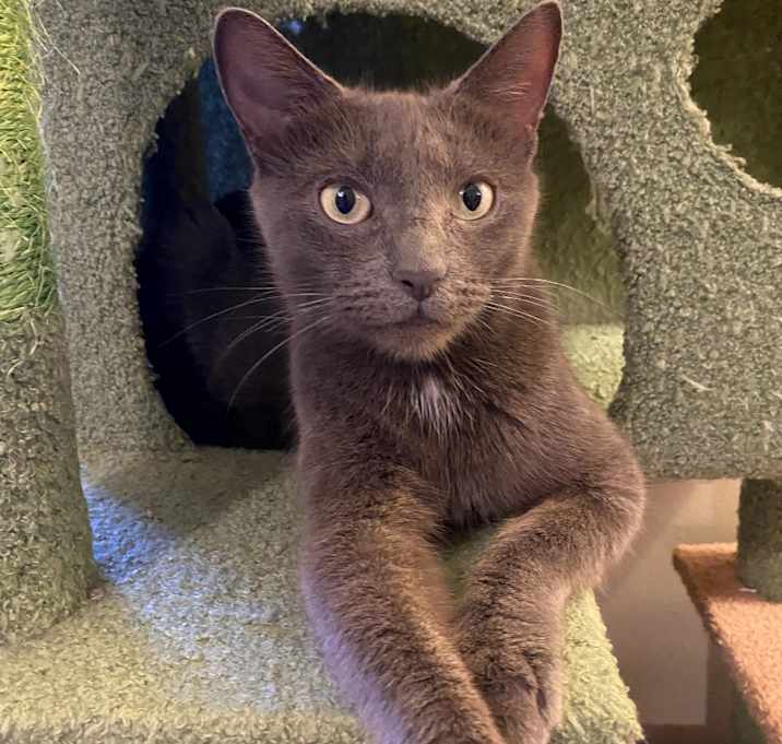 Photo of Peapod -Russian Blue mix @PAWZ pet cafe