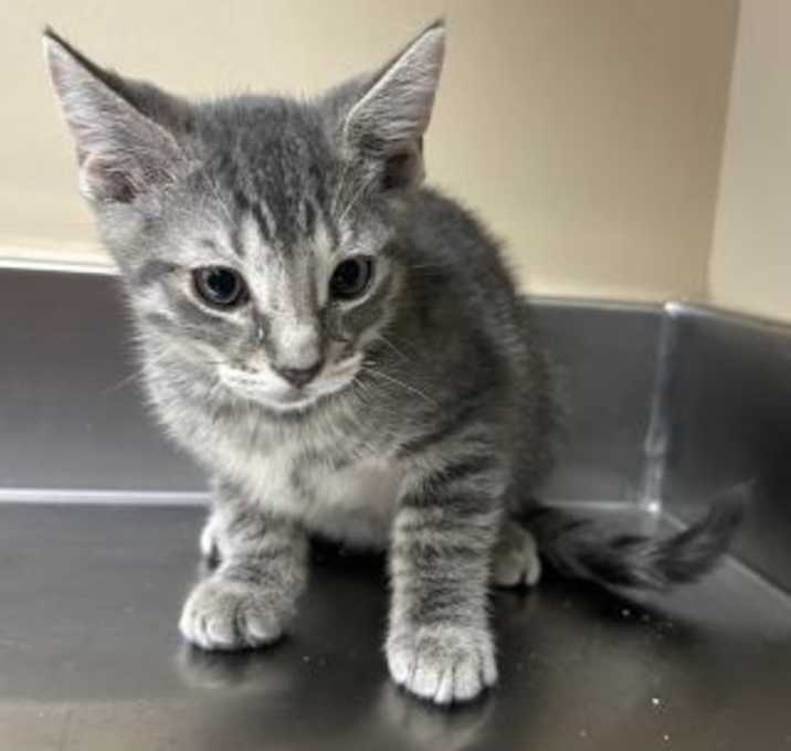 Photo of Blue Blubber