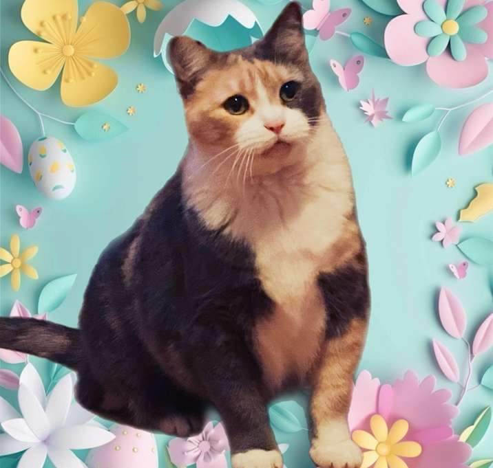 Photo of CoCo