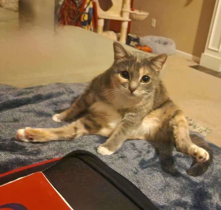 Photo of Luna