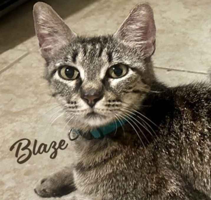 Photo of Blaze #momma-cat-of-the-year