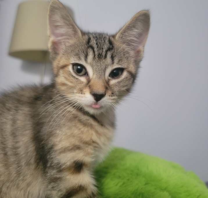 Photo of Olive (bonded to bunny) 