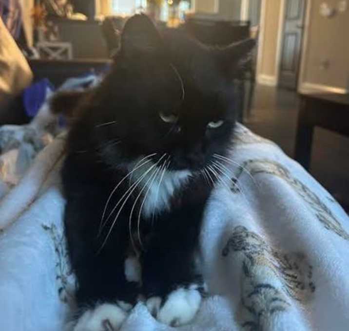 Photo of Miss Kitty*