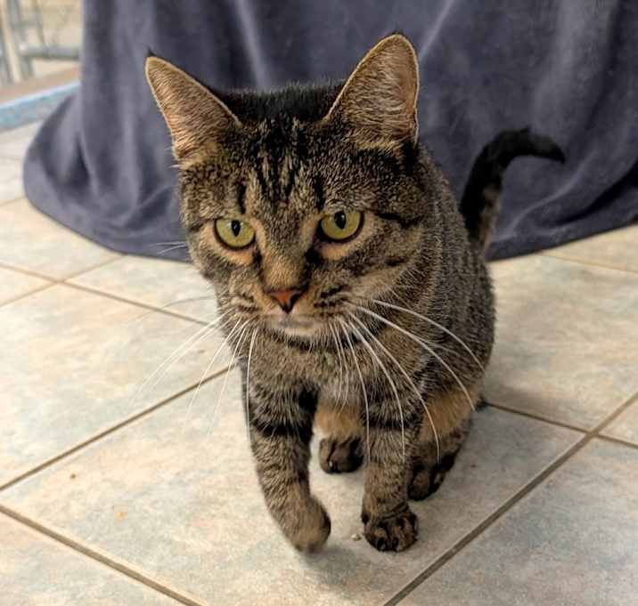 Photo of Audrey (Horseheads PetSmart)