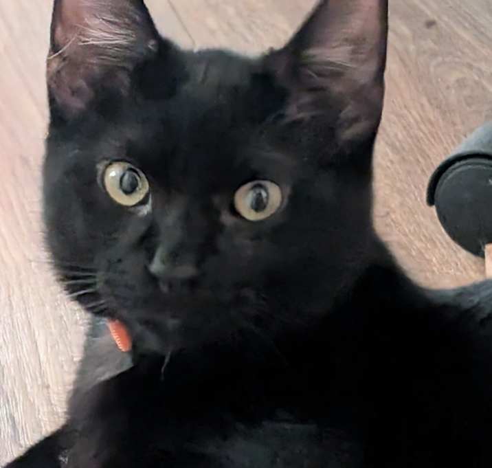 Photo of Toothless from How to train a dragon