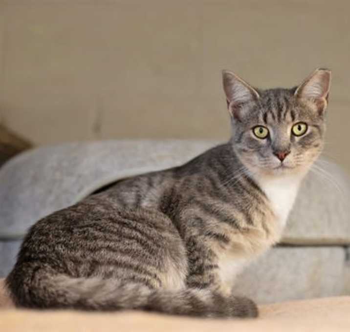 Photo of Maggie, Millie, Biscuit & Muffin