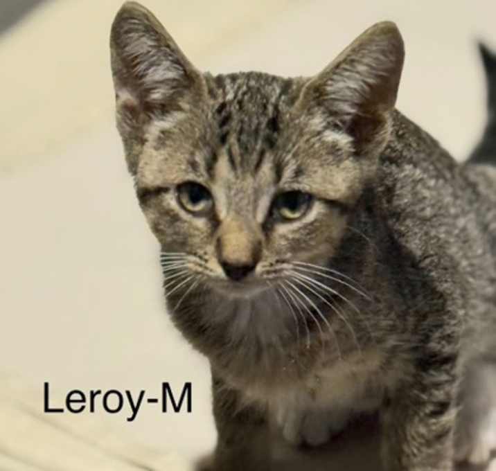 Photo of Leroy