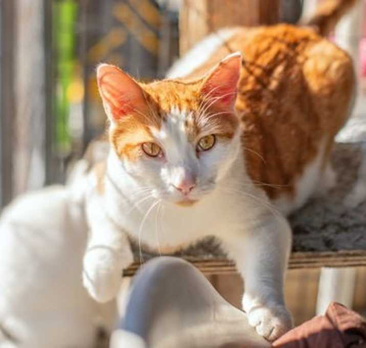 Photo of Ozzy & Toto