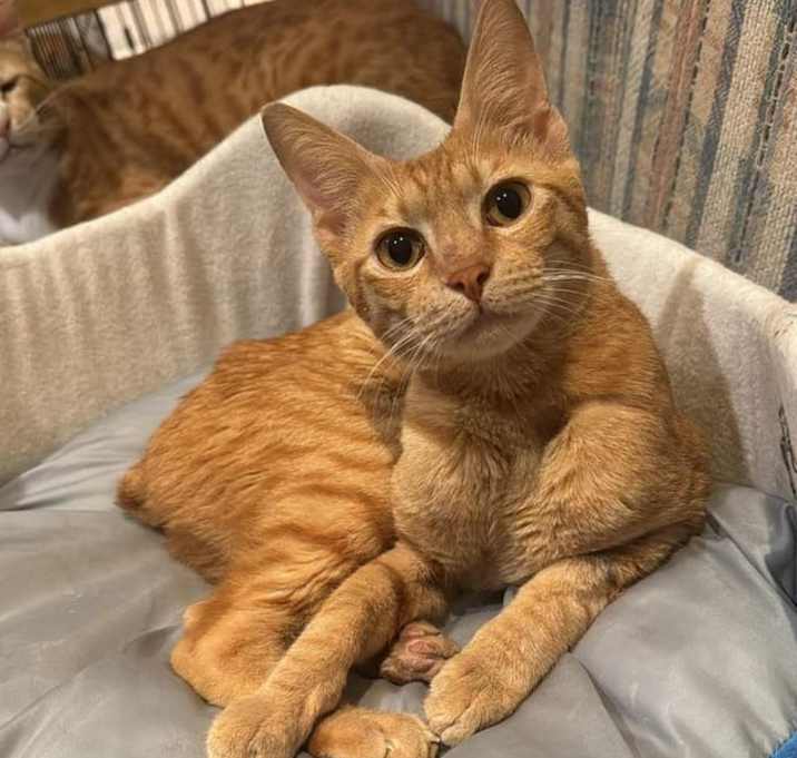 Photo of Hector (special needs)