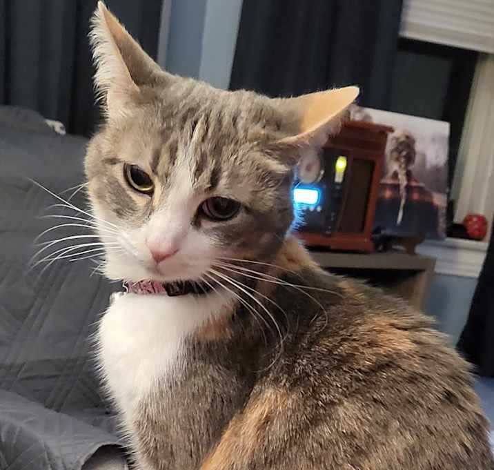 Photo of Middy