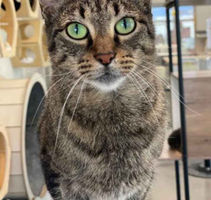 Photo of Micah (Cat Cafe)
