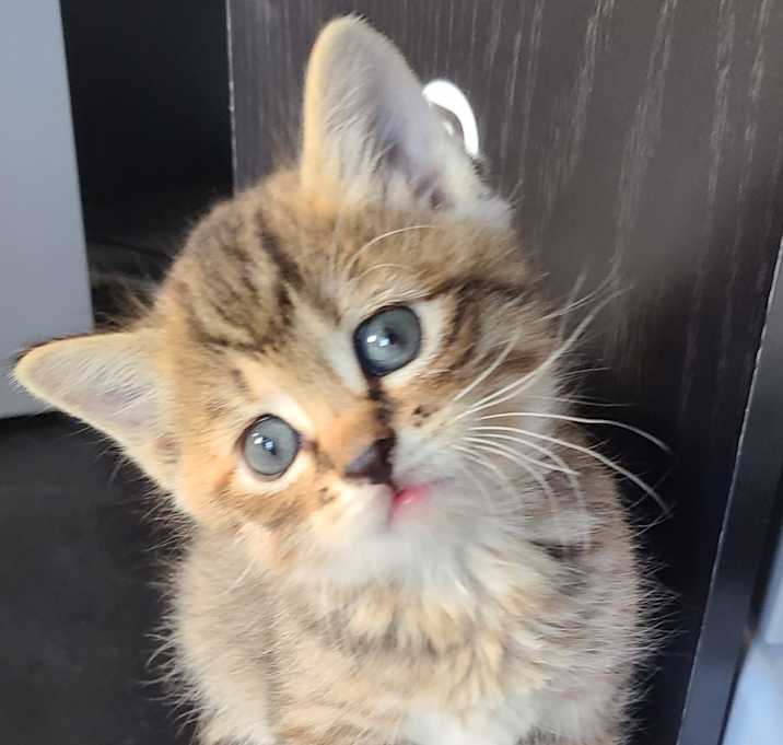 Photo of 2 Grey beautiful kittens