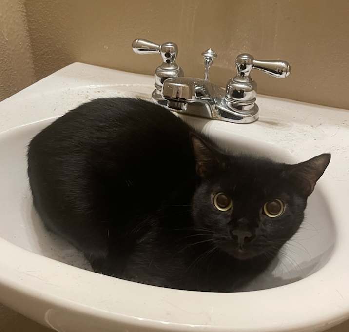 Photo of Kitty