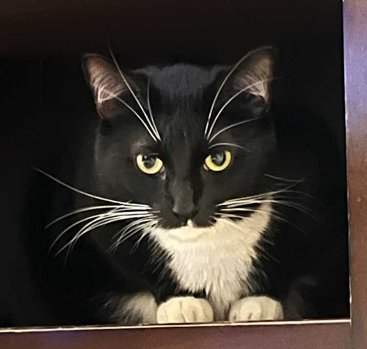 Photo of Cooper