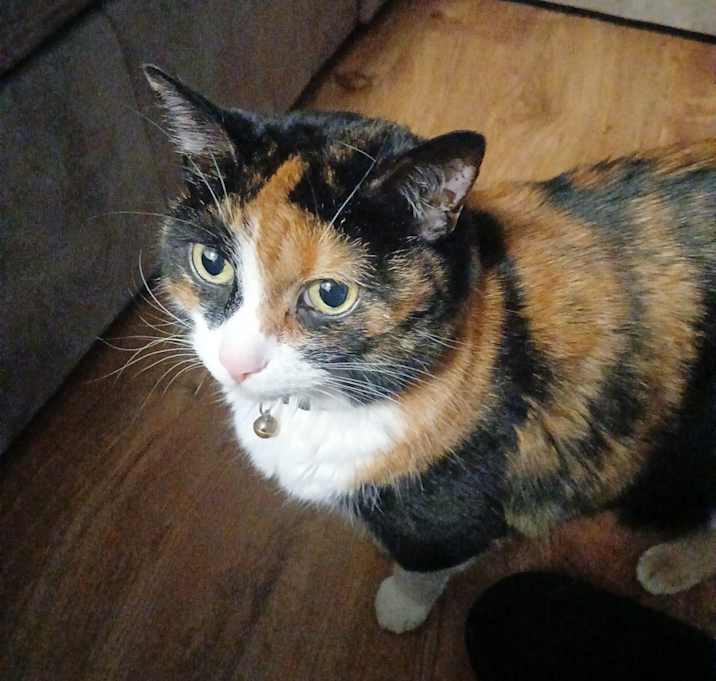 Photo of Cali