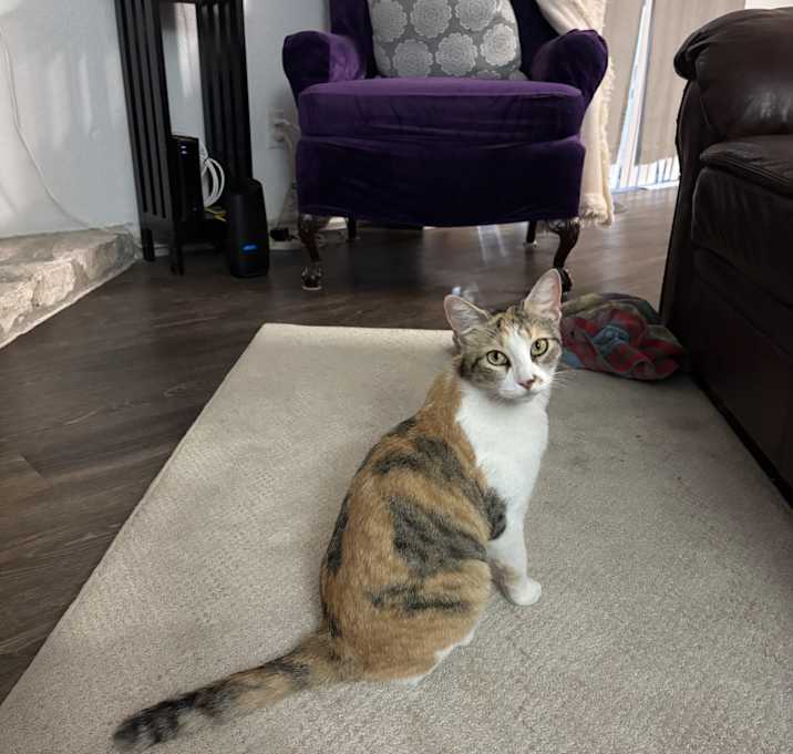 Photo of Ginger