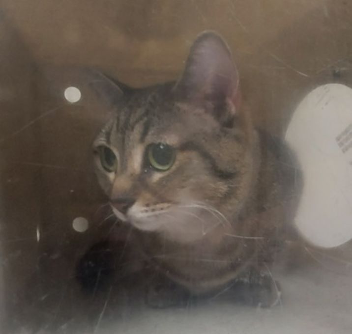 Photo of Cersei