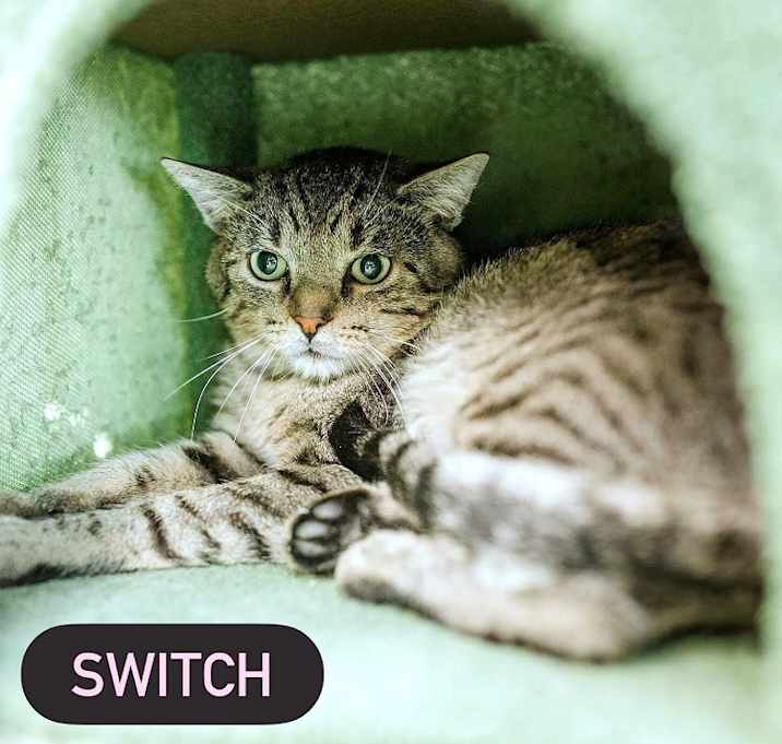 Photo of SWITCH
