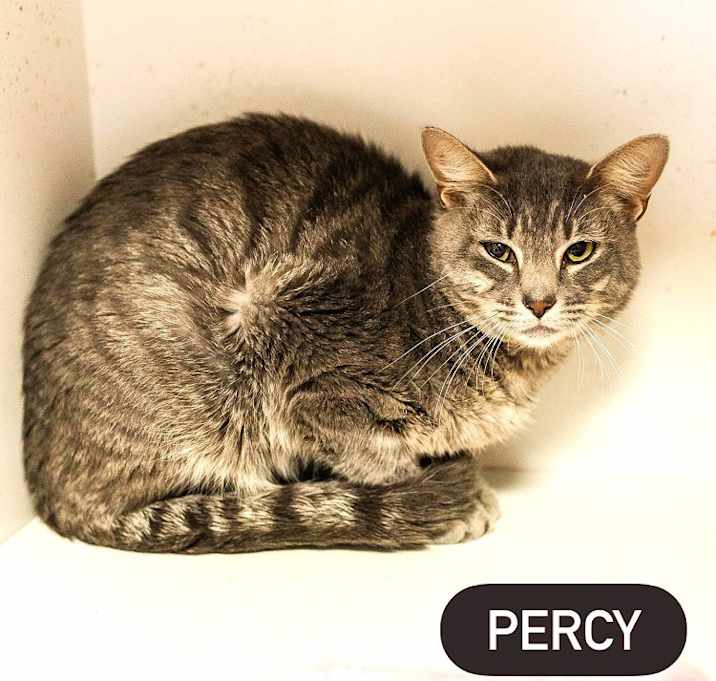 Photo of PERCY