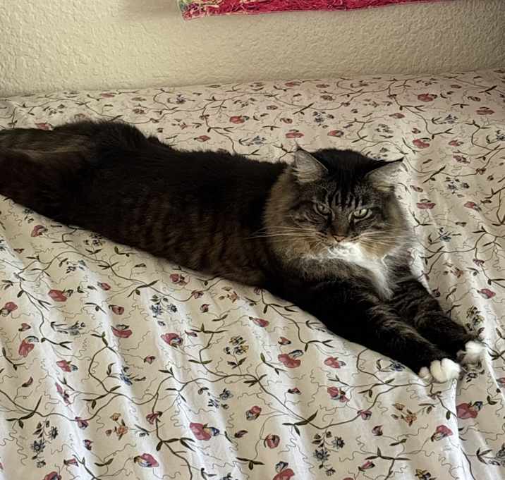 Photo of Princess Fluff