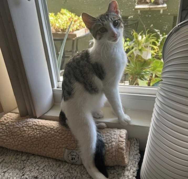 Photo of Simon - male teen kitten