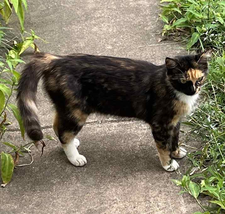 Photo of Ginger