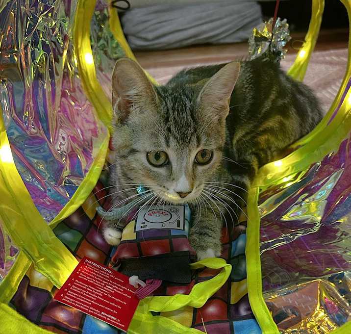 Photo of Poppy Ithan